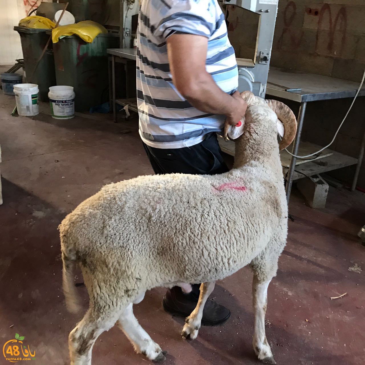 zahb37 3aqiaqa (4).jpg